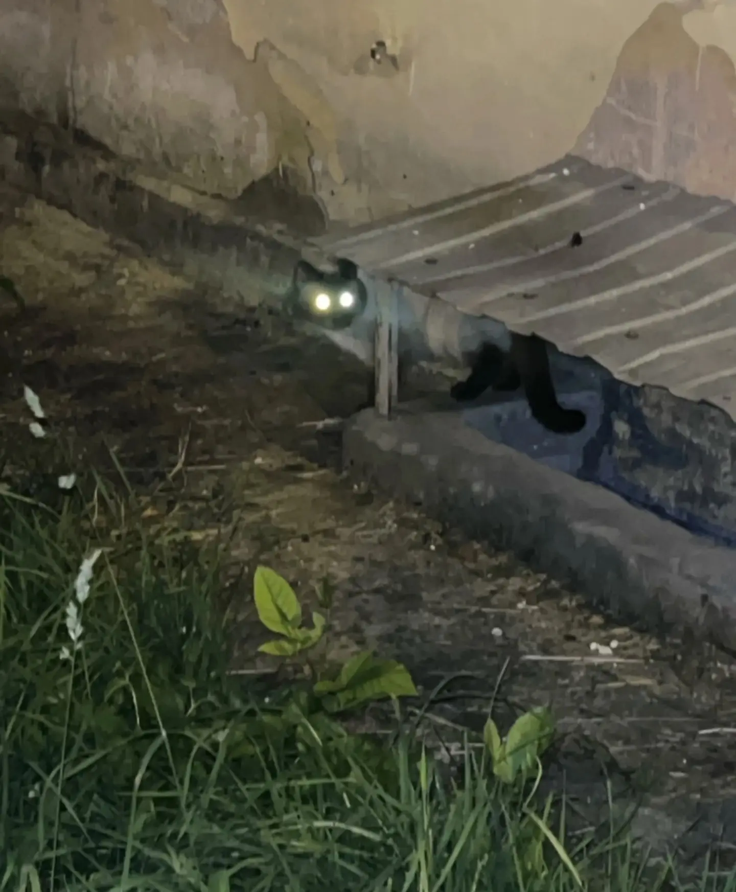 Замечена кошка /кот, окрас сиамский, тайский (Екатеринбург, Уралмаш)