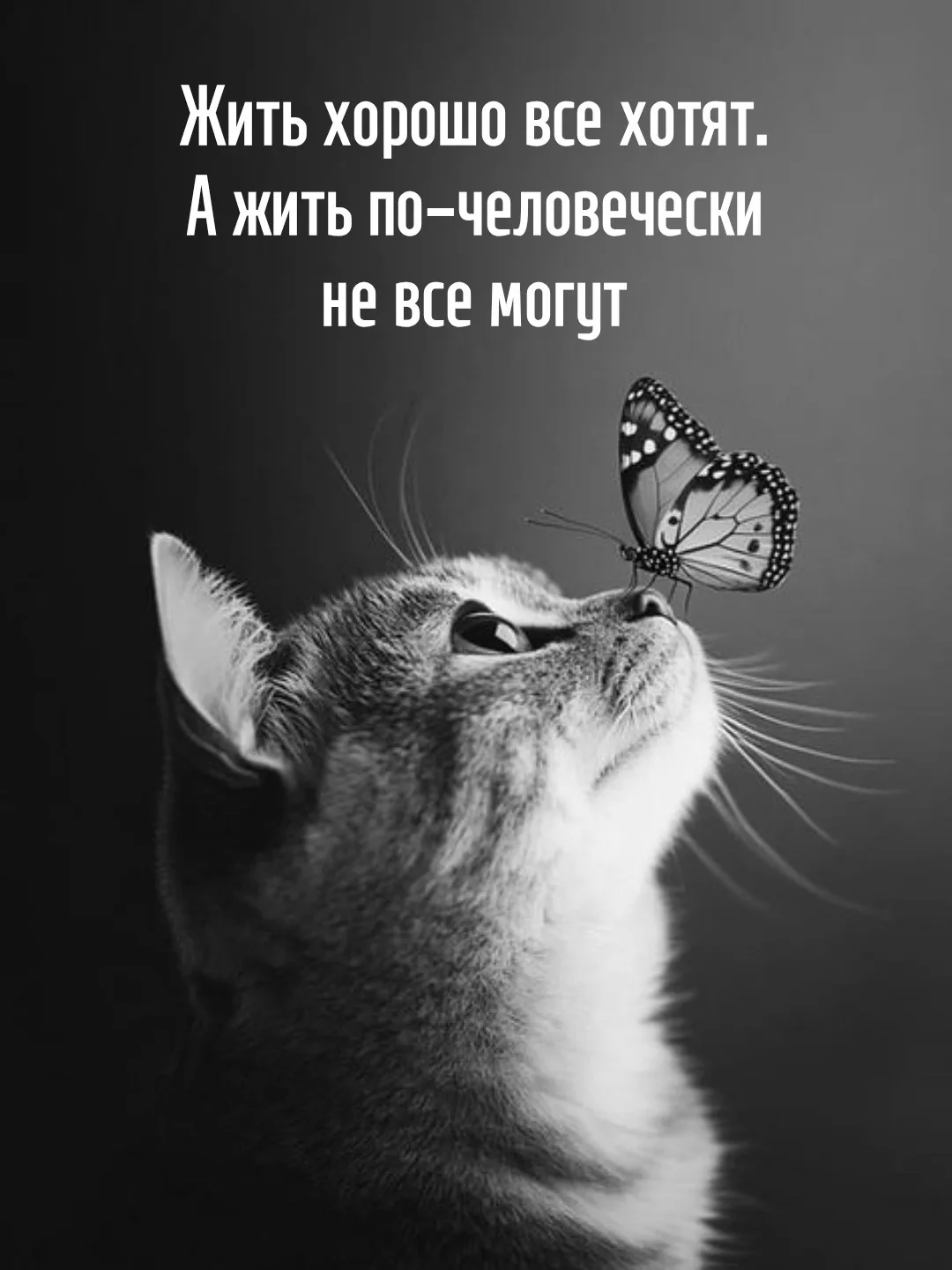 Цитаты жизни