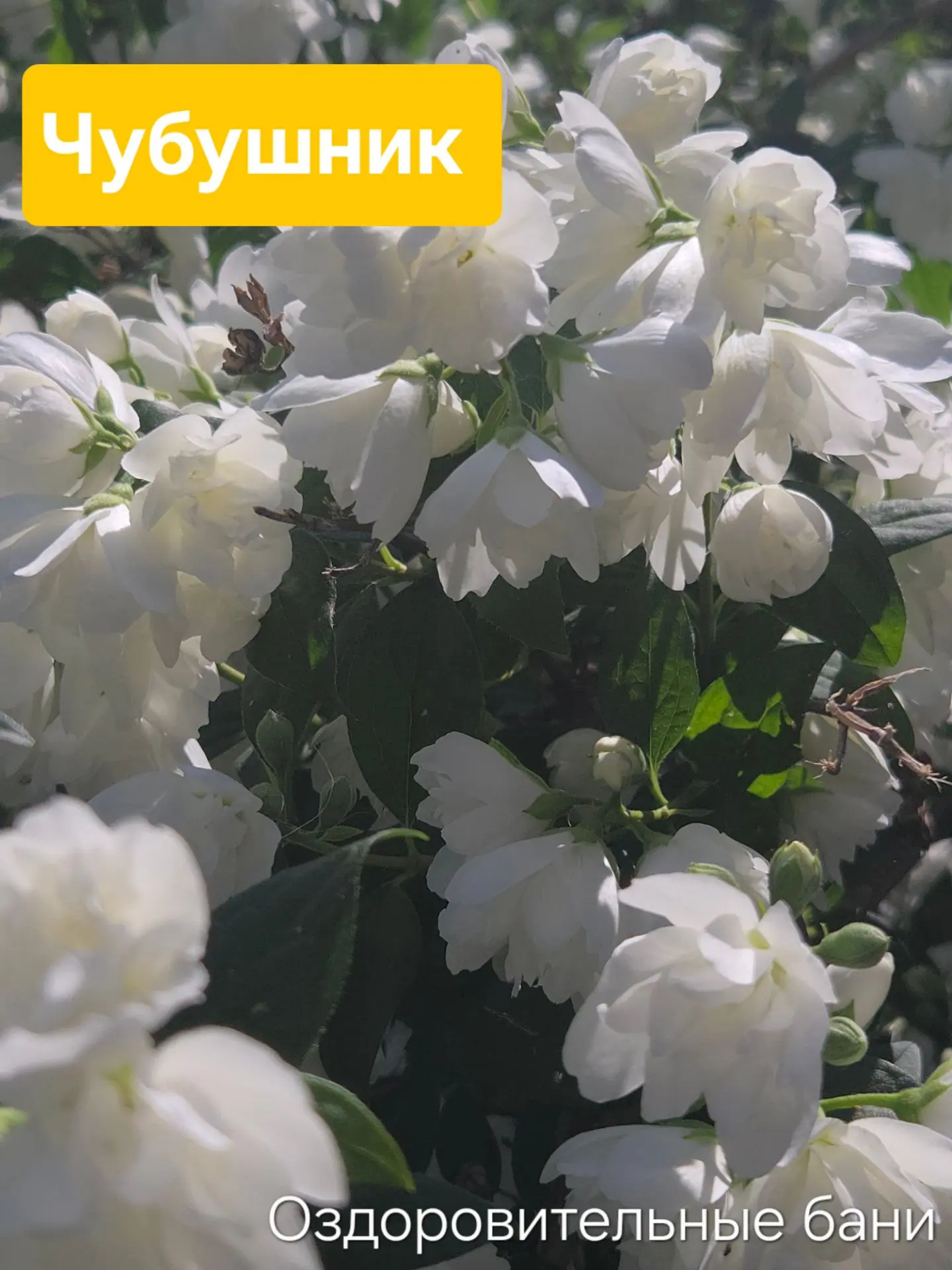 🌿 Чубушник в бане: природный лекарь и источник свежести!

Любители банных процедур по достоинству о