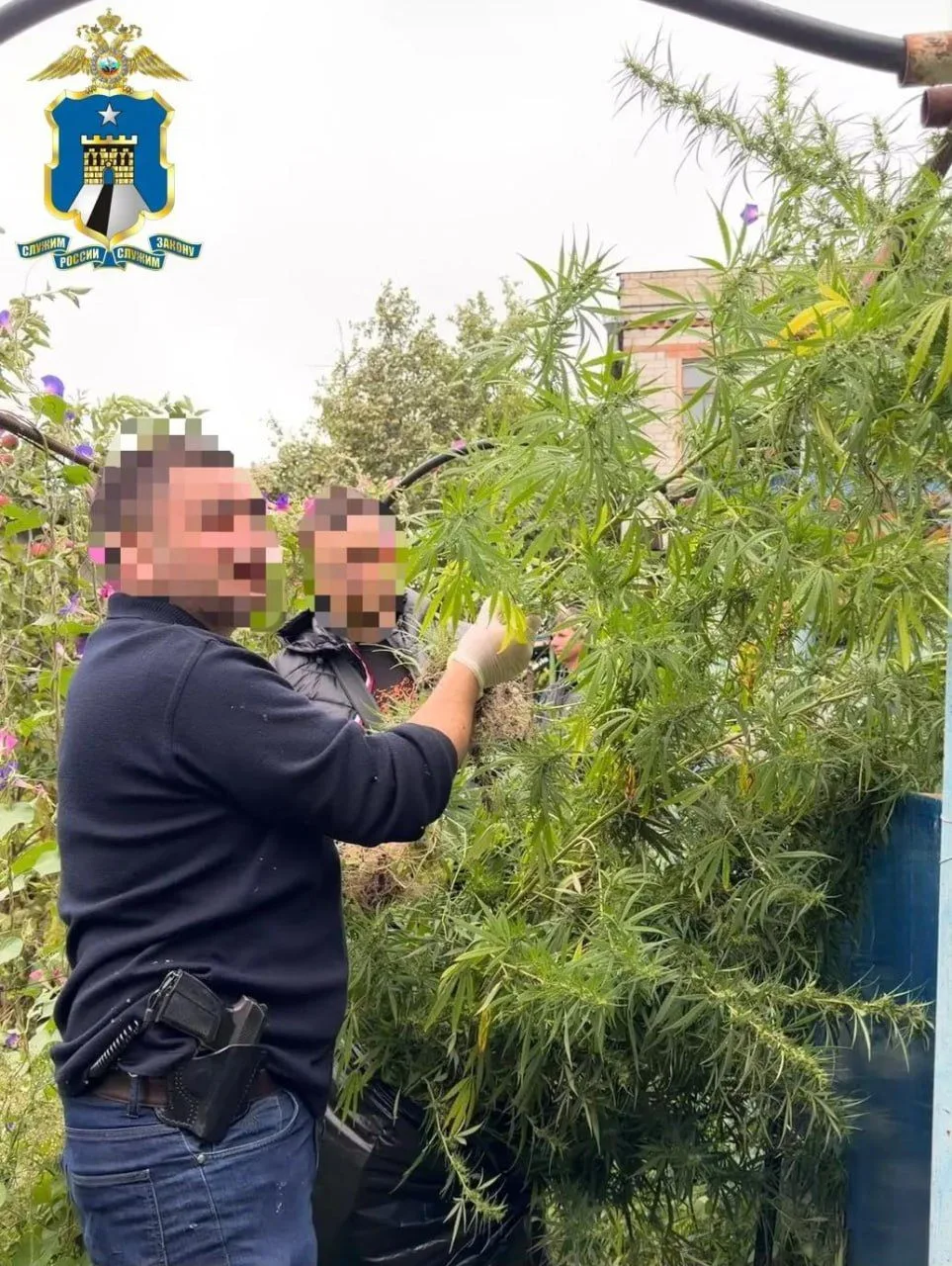 53 куста конопли и партию марихуаны нашли у садовника из Ессентуков