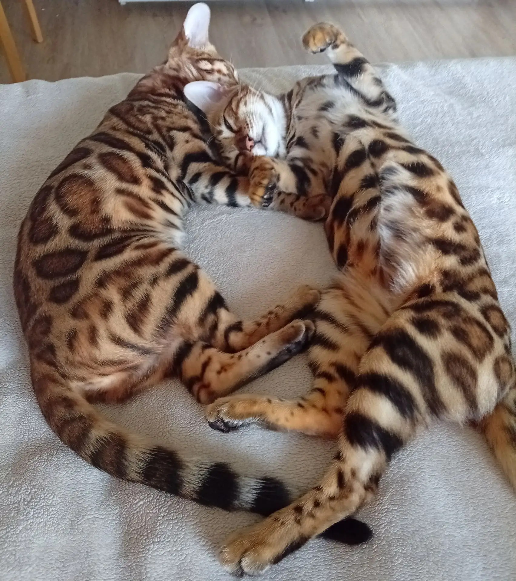 #Сима#Зара