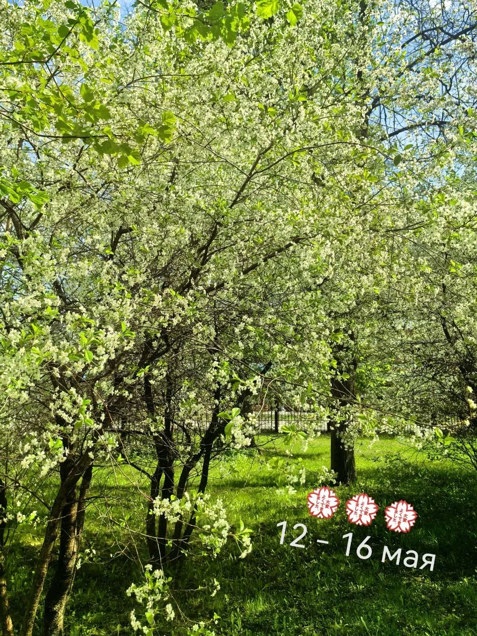 Дорогие друзья! 🌸 С новой учебной неделей!   🌷 Пусть на улице ещё прохладно, но наши школьные дворы 