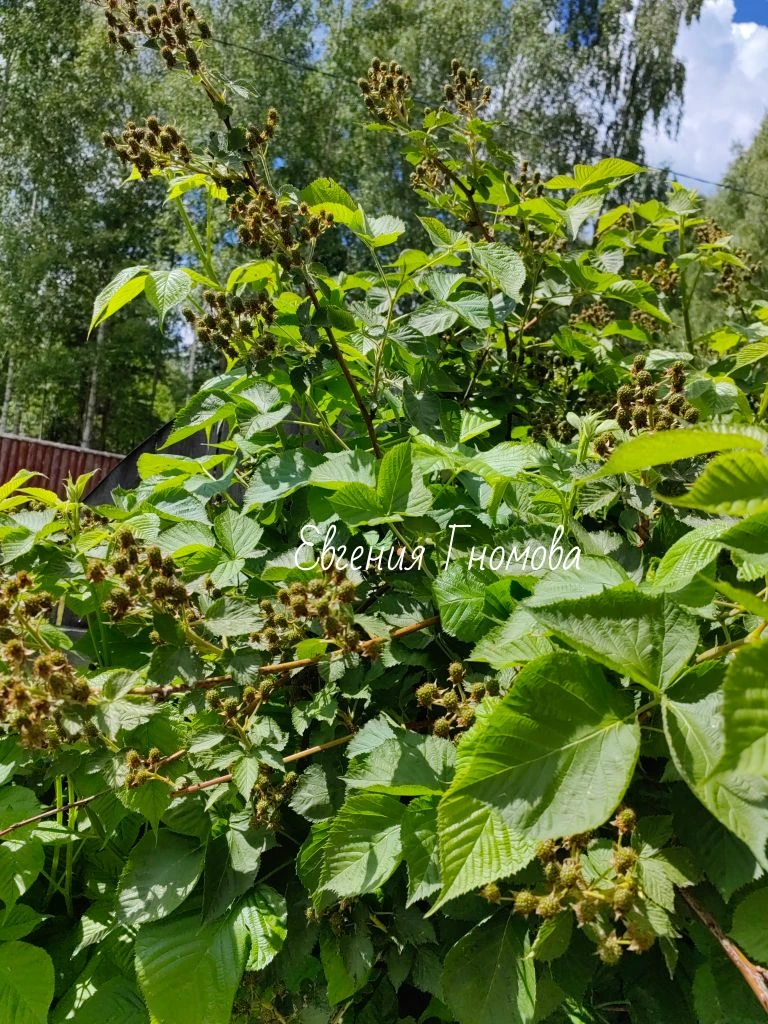 🍇ЕЖЕВИКА🍇

Прошел месяц с цветения, ежевика сорт Агавам. Ягодам быть!

И сорт ежевики Осейдж. Куст