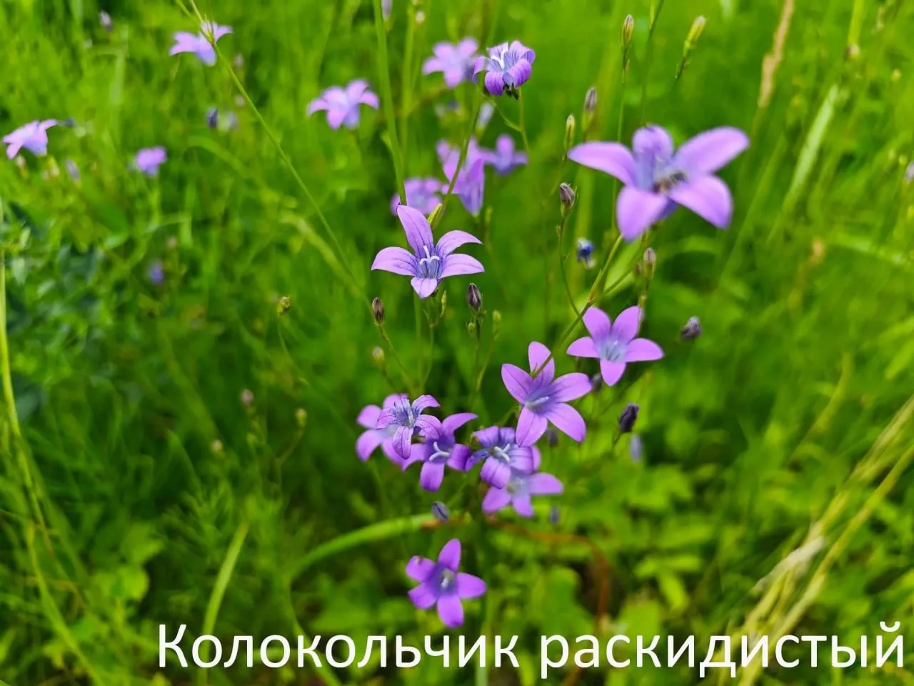 🌷Что растет в твоем саду кампусе ГУД? 

Наблюдаем за поступью лета в нашем университетском городке 