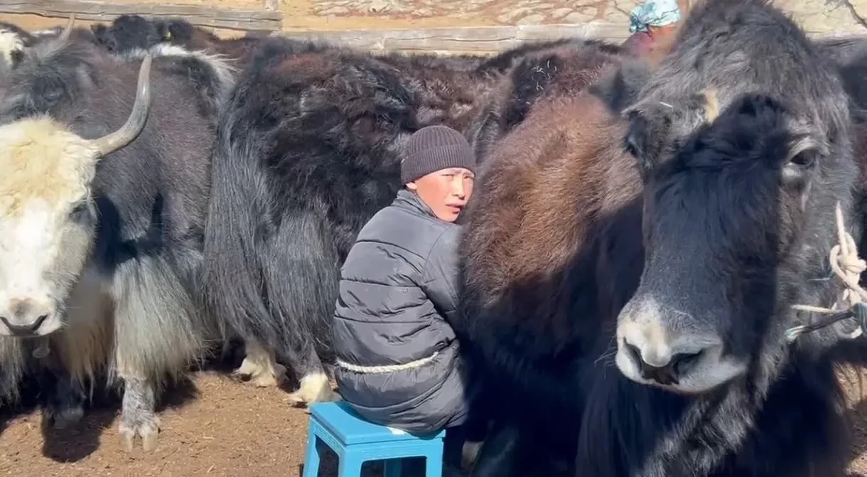 ⚡️В Монгун-Тайгинском районе прошёл конкурс доярок яков «Саанчы кыс»
