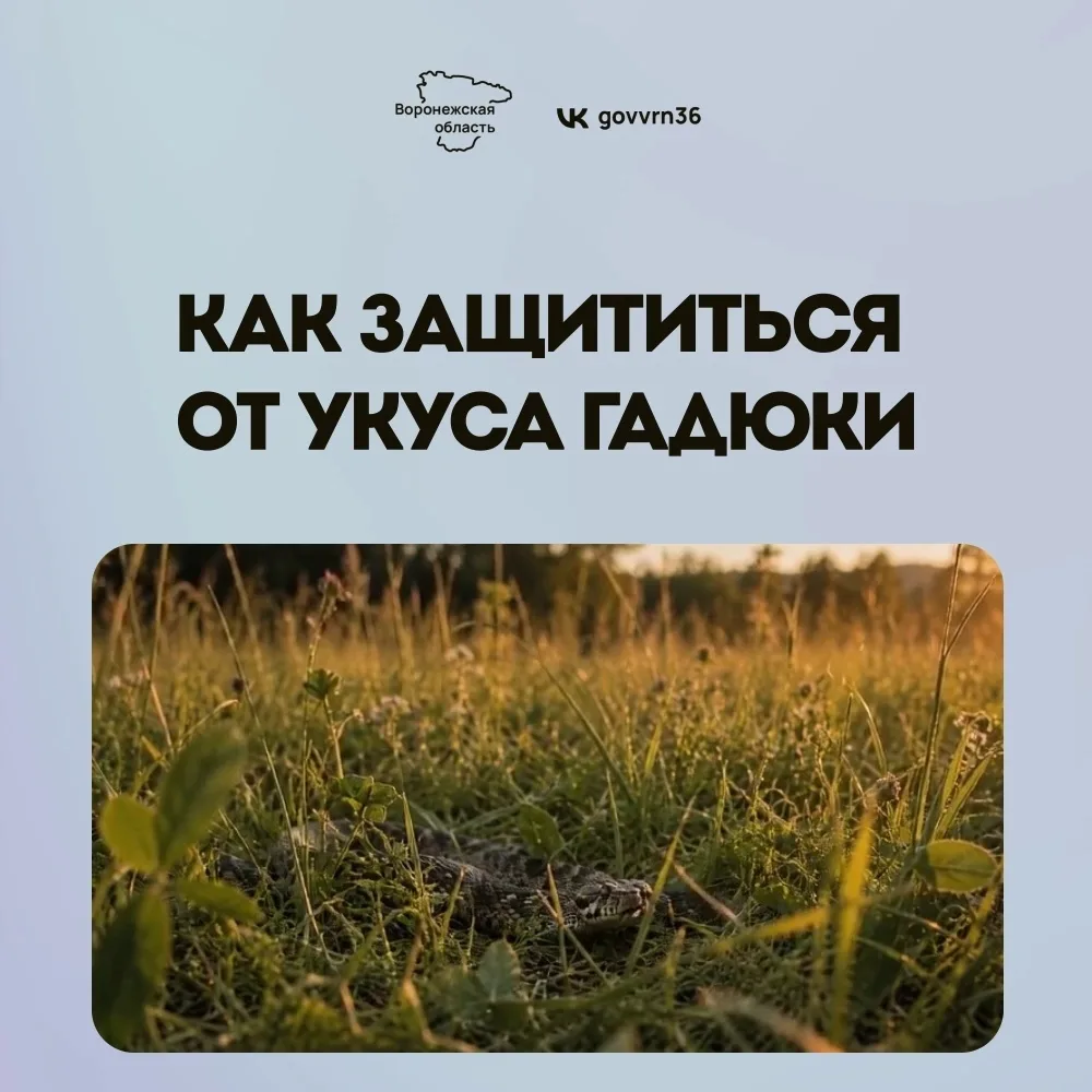 С приходом тепла в Воронежской области активизировались змеи. Из-за этого риск встретить гадюку возр