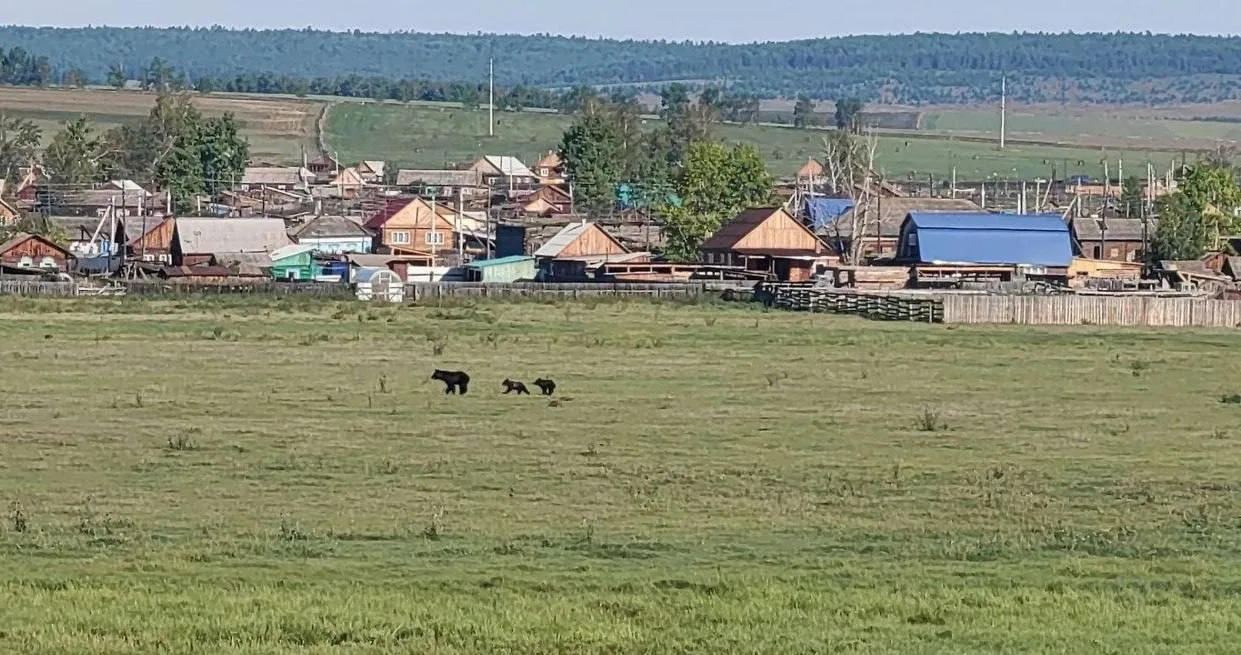 🔴Семейство медведей закошмарило жителей села в Иркутской области