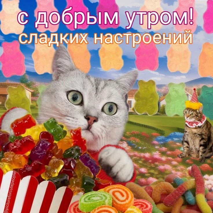 С всевозможными утрами, котята!☕️