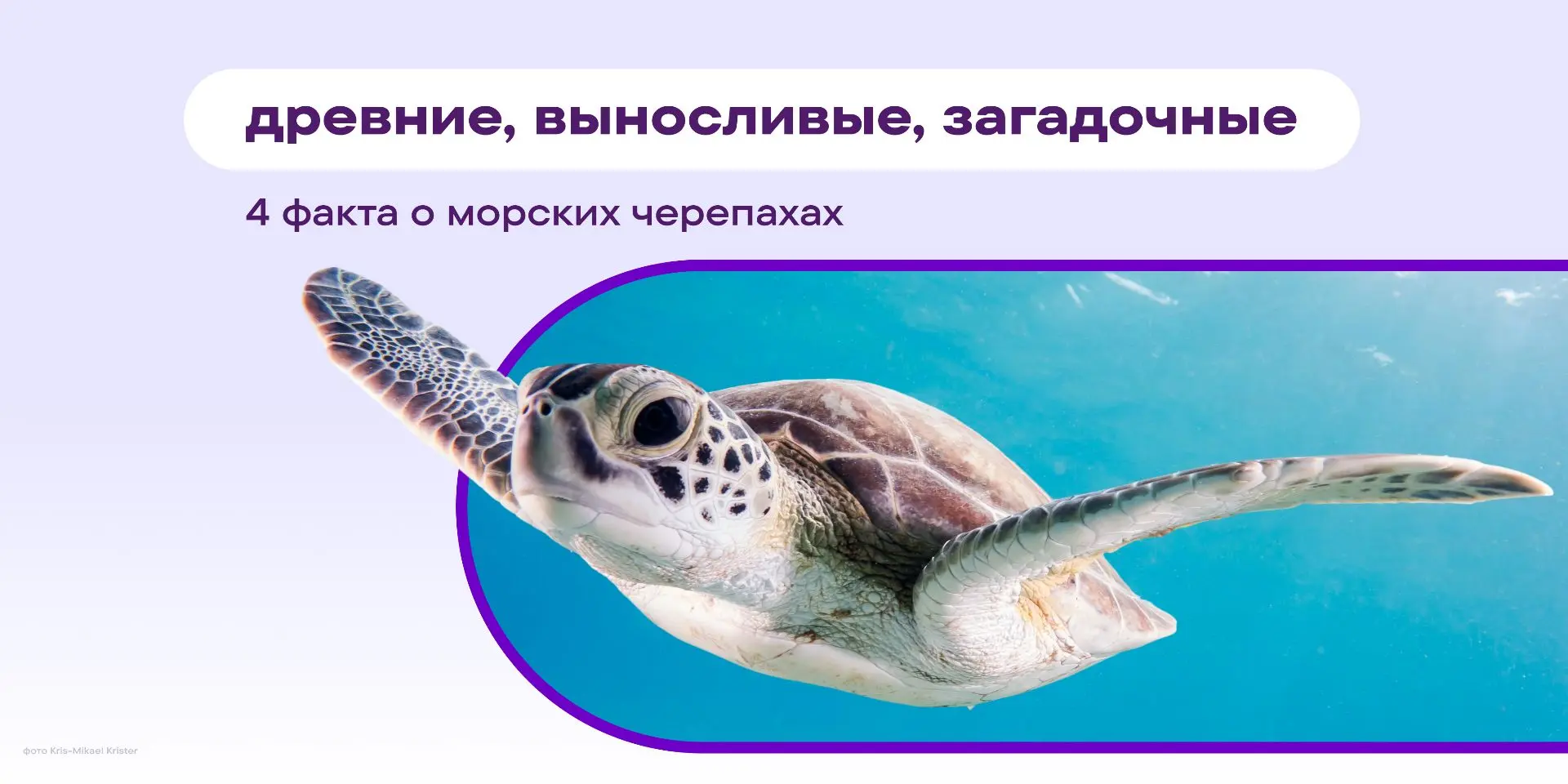 Они появились так давно, что человеческая история рядом с ними выглядит короткой сноской. Пока на су