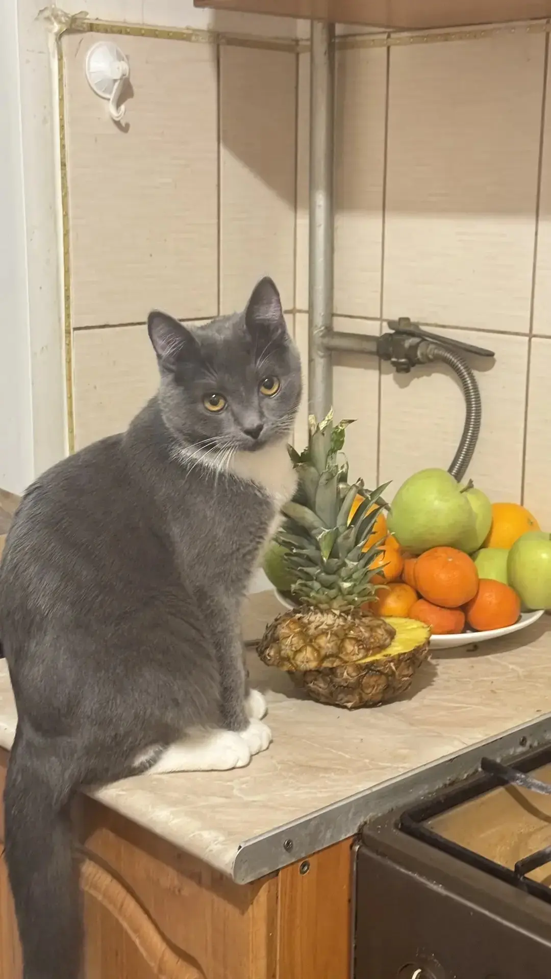 Потерялся котик по кличке Джерси. Серый с белыми носочками на лапках и галстуке на шее. Очень добрый