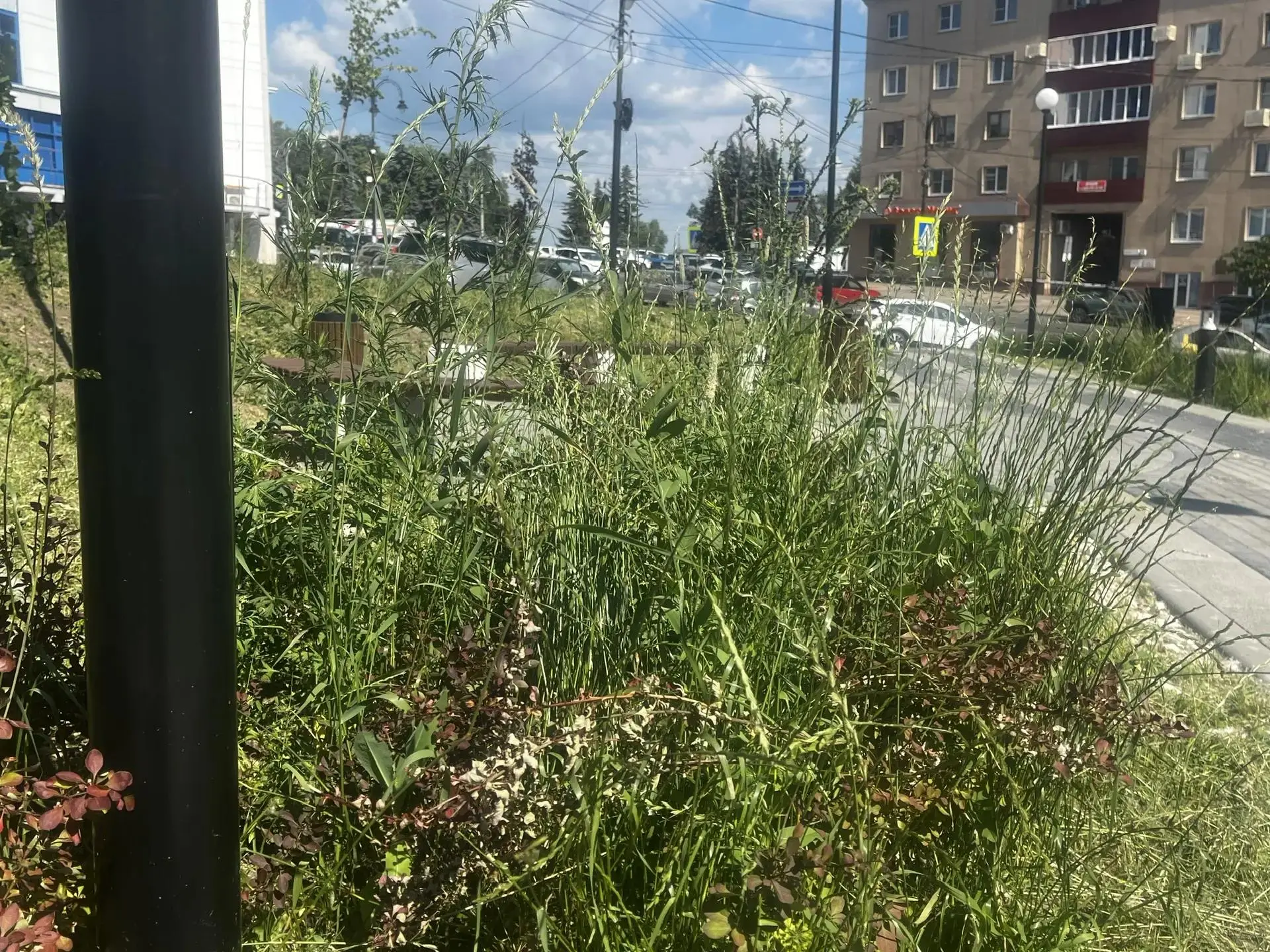 В Курске пересмотрят расценки на содержание парков и скверов. 

Подрядчик, который следит за содержа