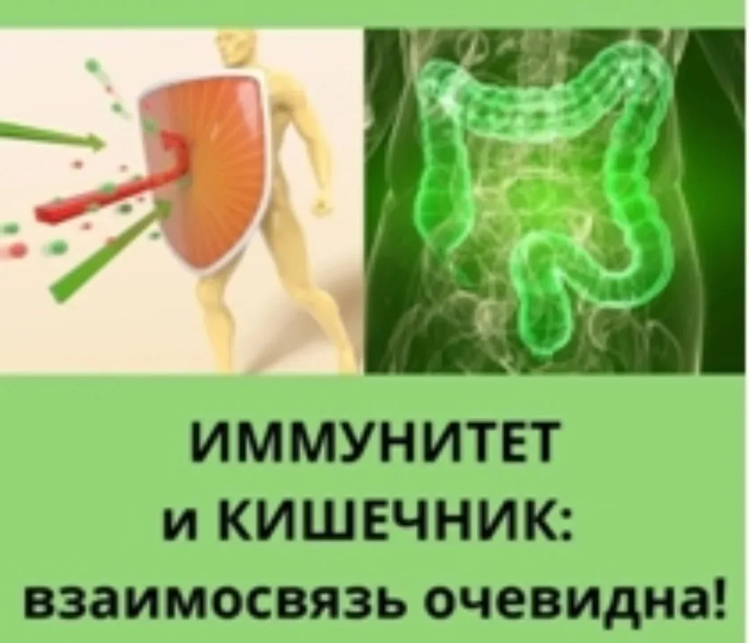 Иммунитет и кишечник взаимосвязаны. Кишечник – важнейший орган иммунной системы, поскол...