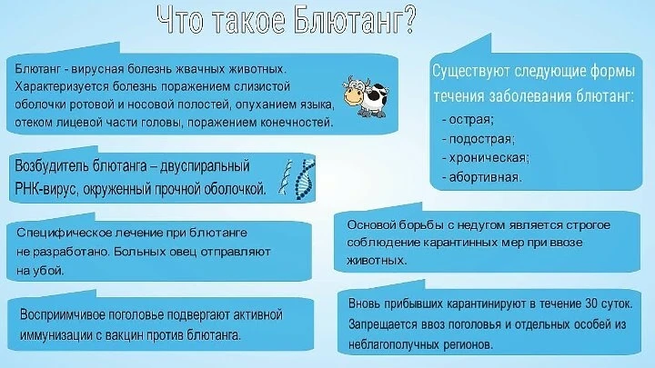 БЛЮТАНГ (катаральная лихорадка, «синий язык») — вирусное заболевание овец, коз, крупног...