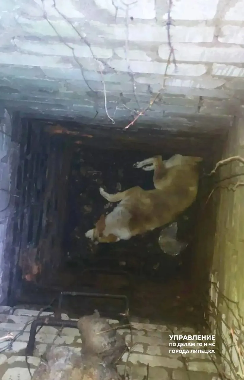 😭Собака упала в колодец глубиной 4 метра в районе Тракторного в Липецке