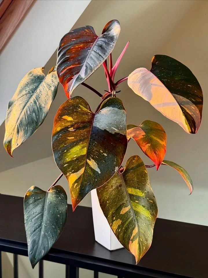 🌿 Филодендрон Red Anderson ❤️