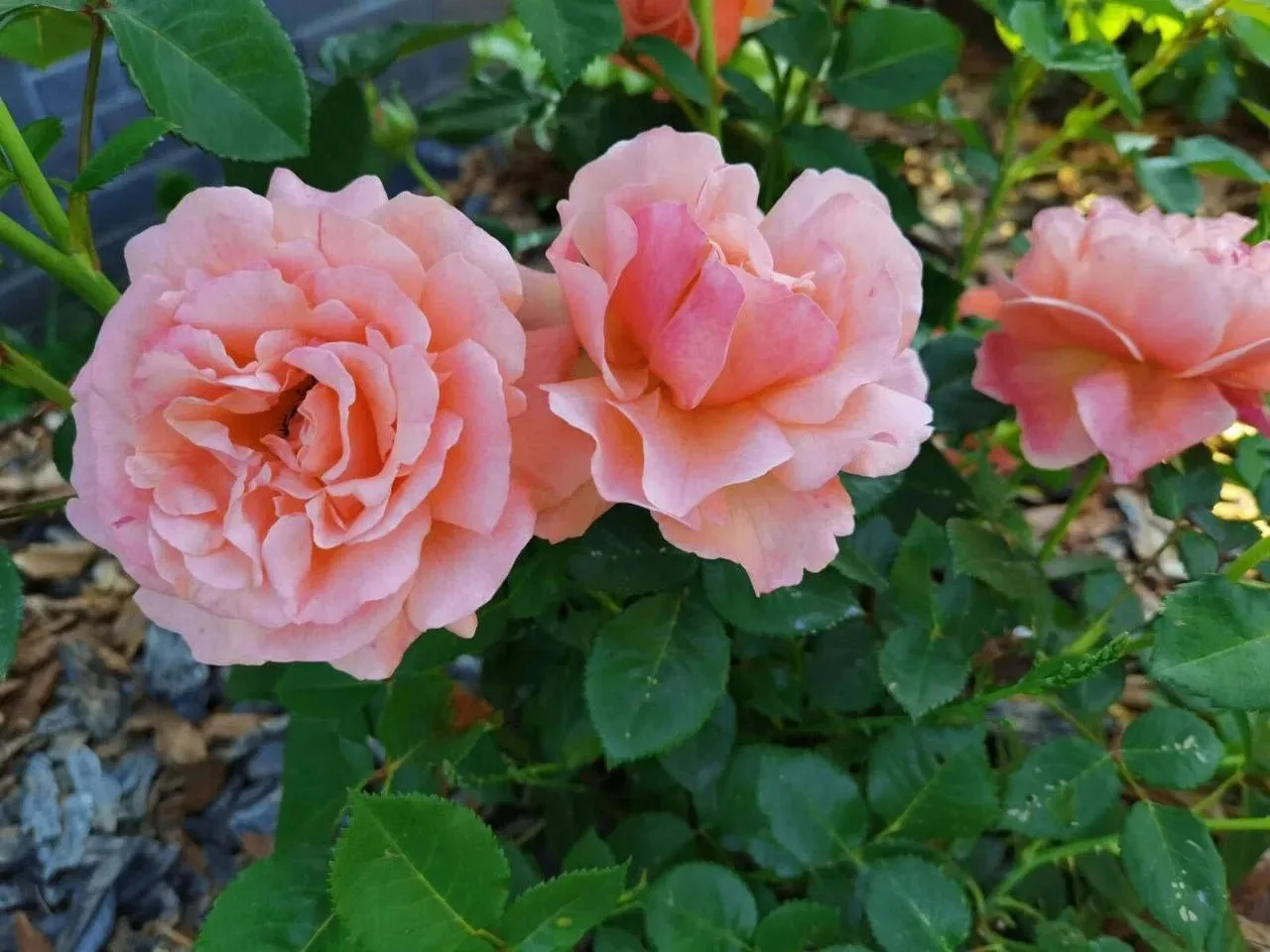 Подкармливаем розы 🌹