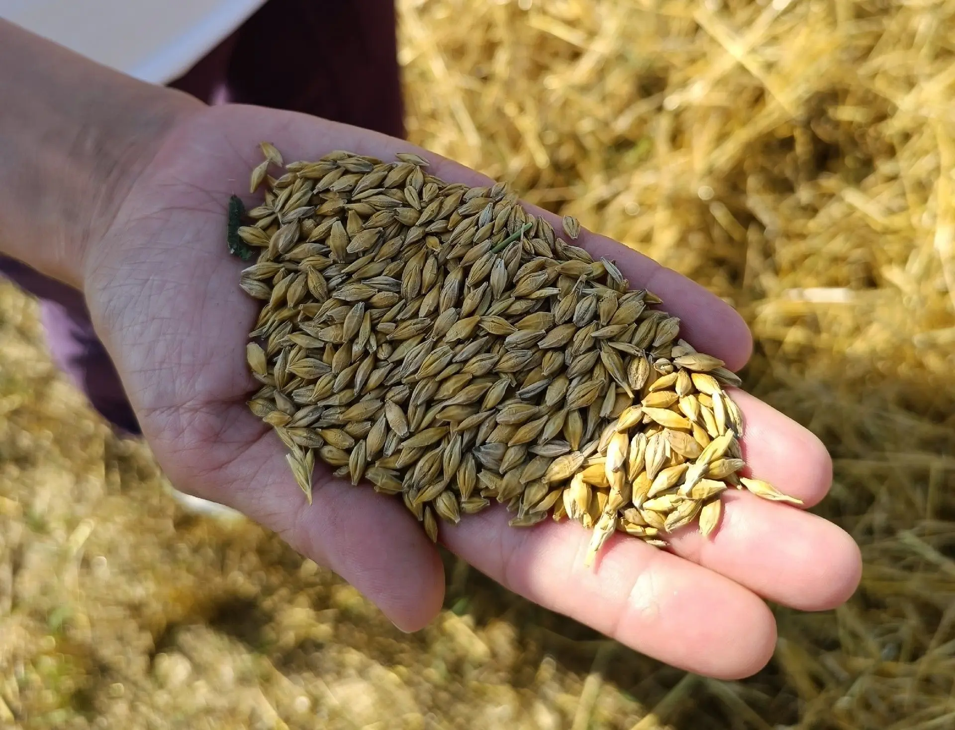 🌾 Курская область стала первой в ЦФО по урожаю зерновых