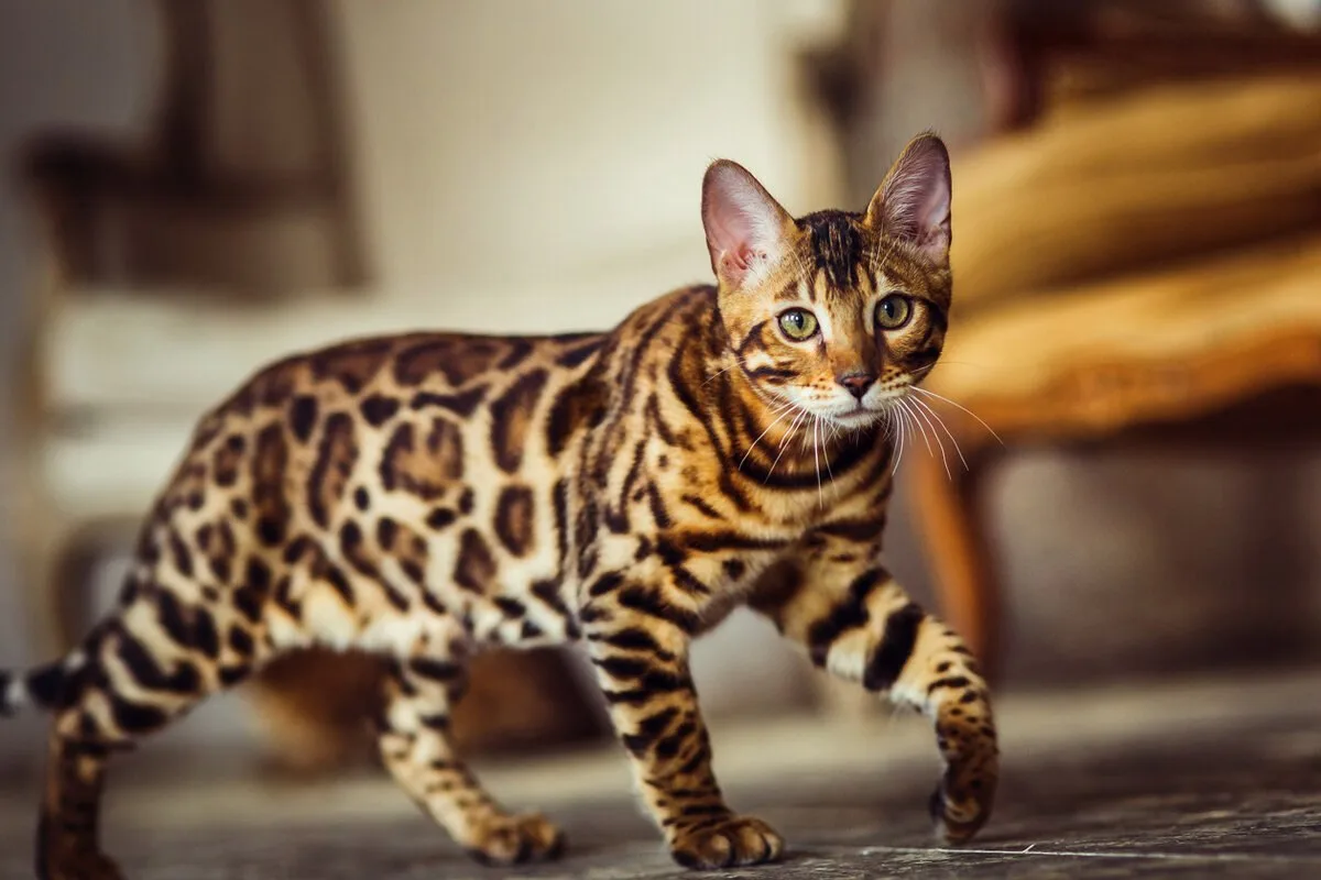 🐆 Бенгальская кошка загрызла чихуахуа в Москве.

Москвичка оставила собаку по кличке Рики на переде