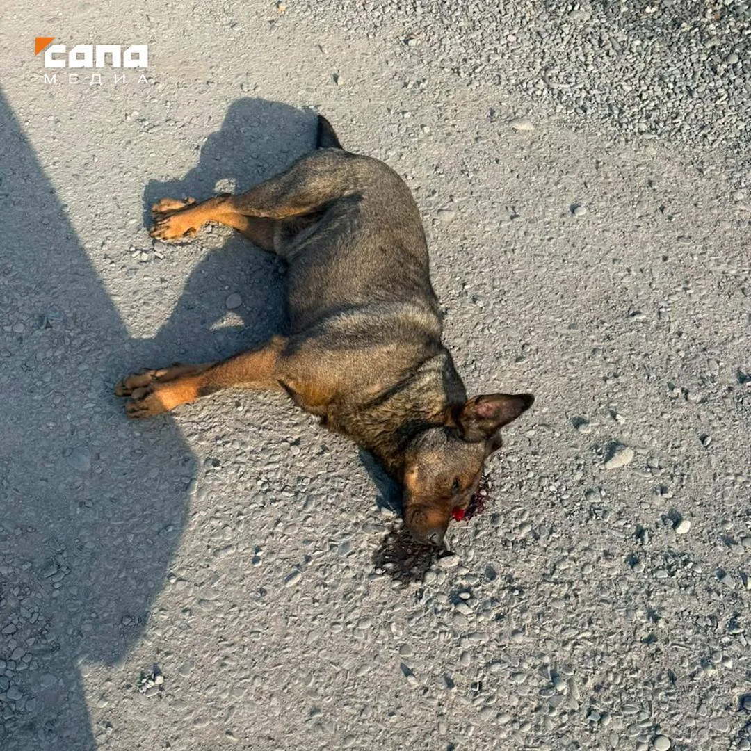 ⚡️Во Владикавказе возбуждено уголовное дело по факту жестокого обращения с животным

По результатам 