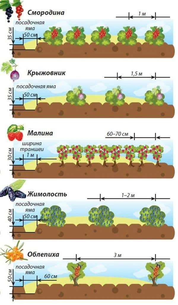 Расстояние между кустами при высадке на участке.