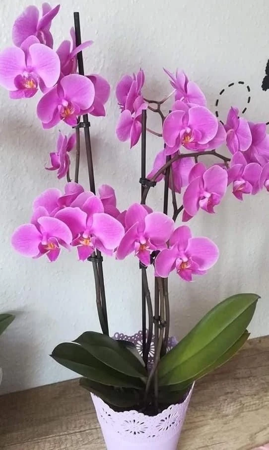 Методы подкормки орхидей — корневая и внекорневая 🌸