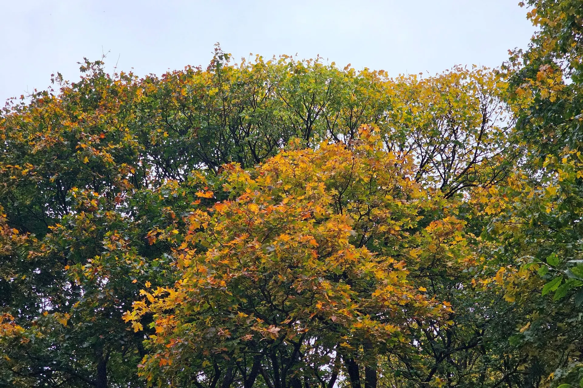 🍂 Доброе утро, Луховицы!