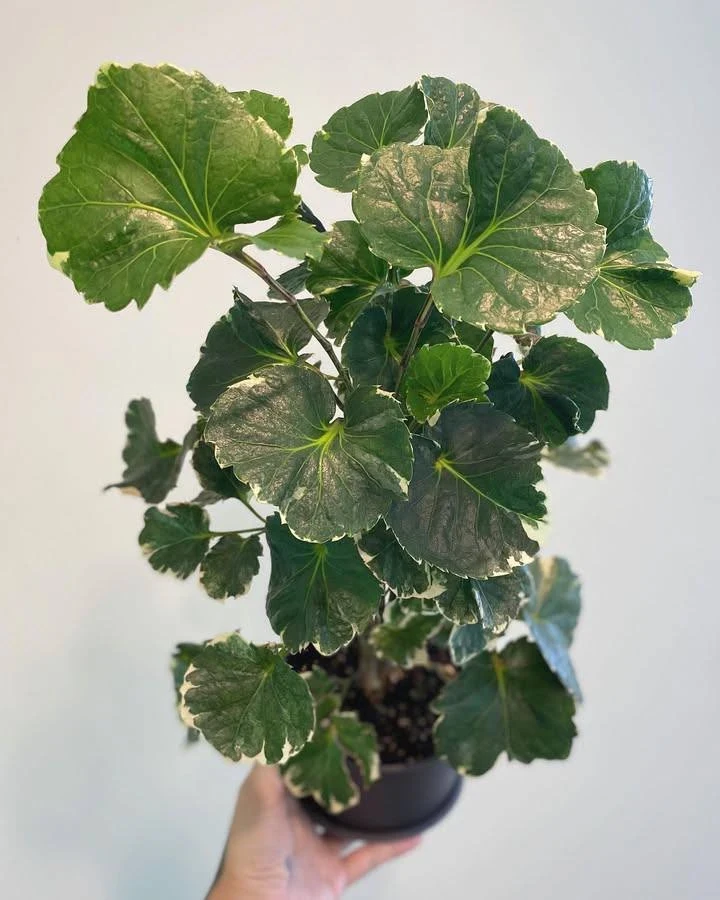 Полисциас — тропическая элегантность 🌿