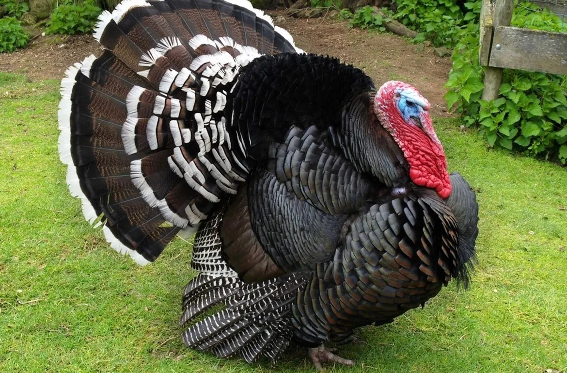 Комбикорм для индюков 🌾 🦃