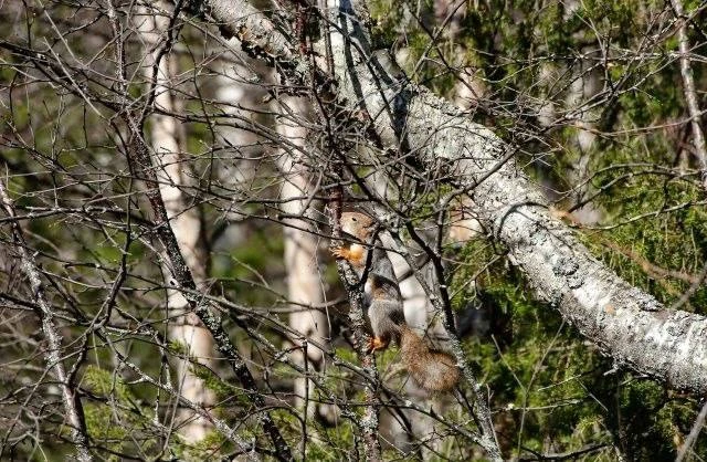 🌿 На Севере приходит весна  Снег постепенно отступает, реки наполняются талой водой, просыпаются нас