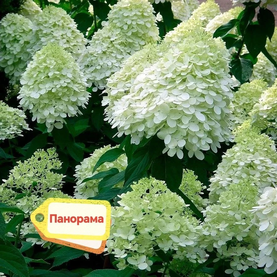 В наличии!