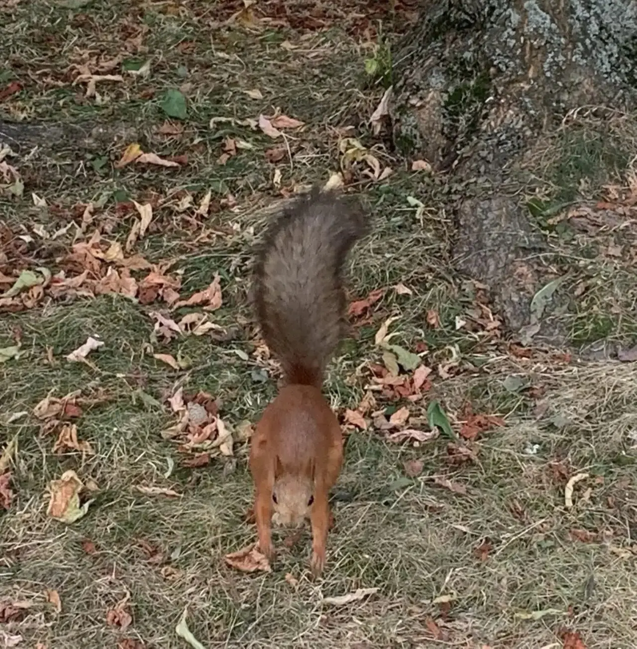🐿️