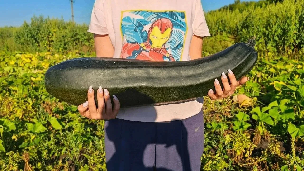 Кабачки-гиганты взяли Берëзовку! 🥒🌱