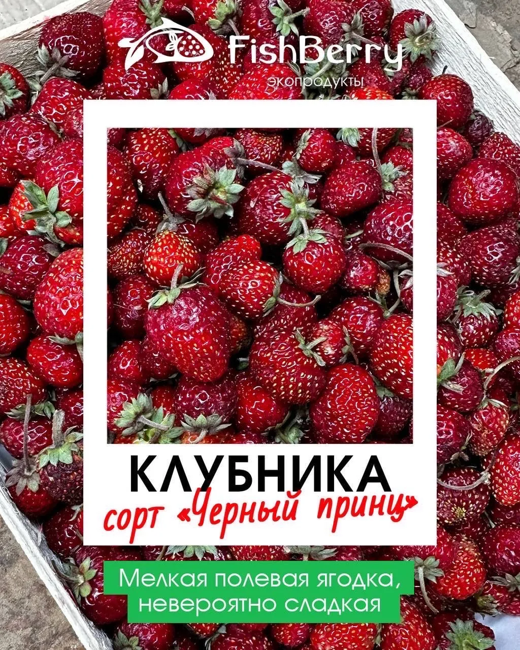 Клубника из Киргизии 🍓 Ягода сортовая крупная, ароматная, сочная, сладкая. Выращена без химии  🚚 Маш