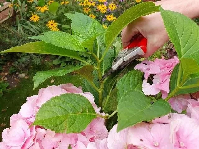 Как размножить гортензию черенками в конце лета 🌸