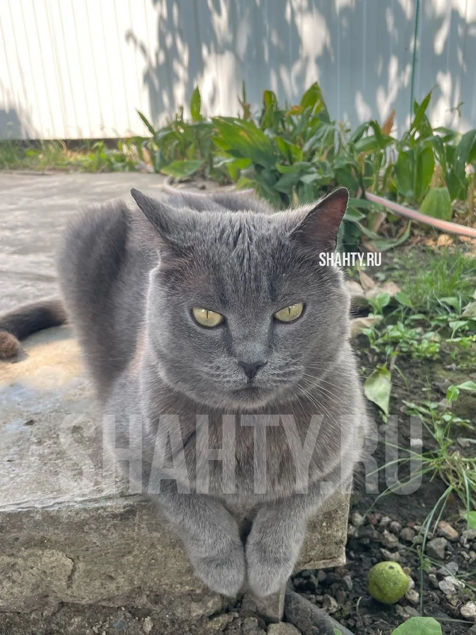 В Шахтах разыскивают кошку по кличке Моника, которая сбежала 14 сентября из дома на ули...