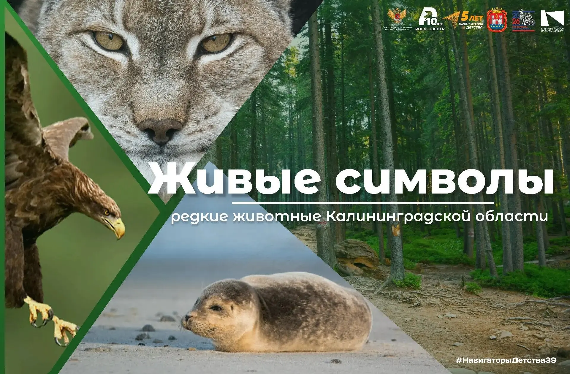 Друзья, знакомьтесь с удивительным и очень редким животным, которое можно встретить в водах Балтики,