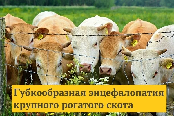 📌РУБРИКА ОПАСНЫЕ ЗАБОЛЕВАНИЯ ЖИВОТНЫХ