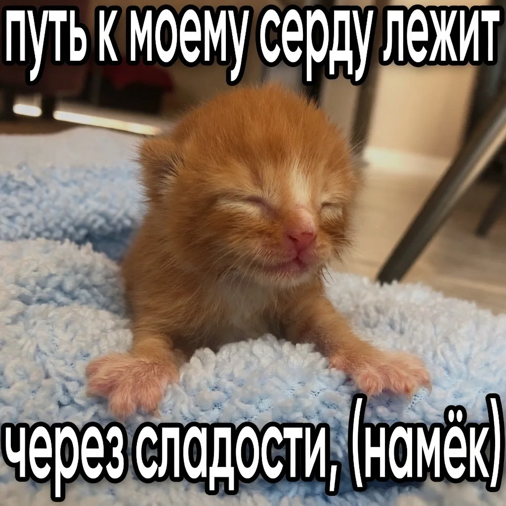 Милые пикчи с котиками

Самый милый канал в max - max.ru/milie_pikchi