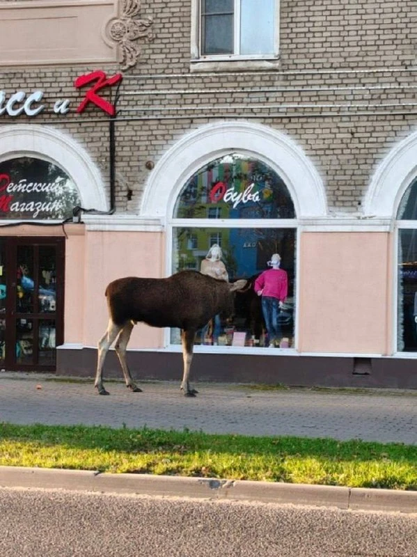Лось, замеченный утром на Ярославском шоссе, добрался до Королева. Животное продолжает ...