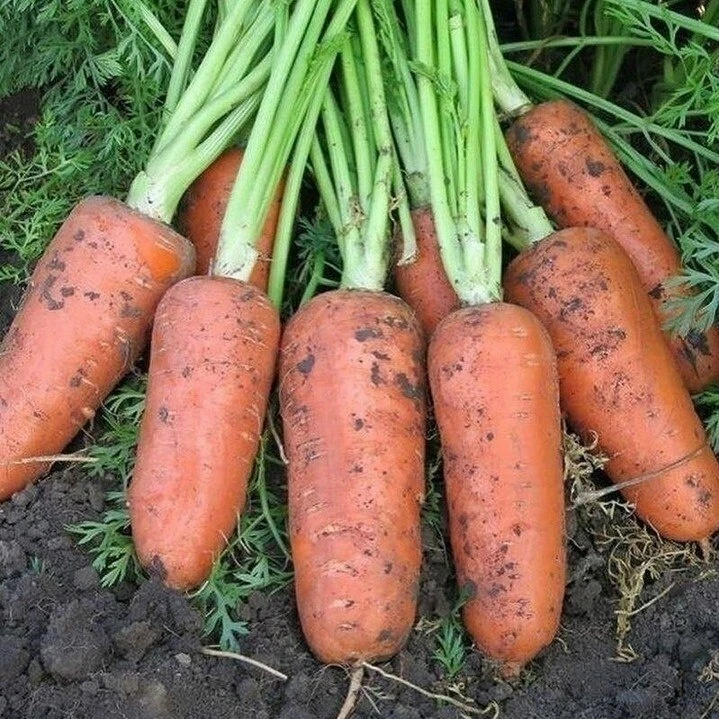 Раствор марганцовки для моркови 🥕