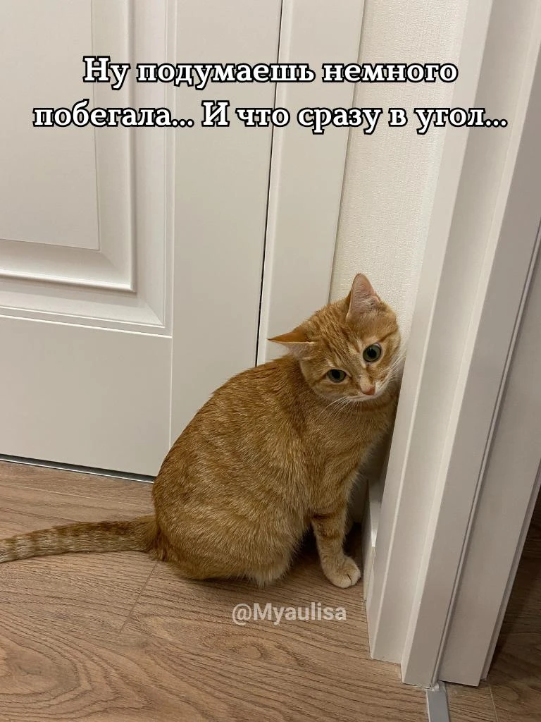 И как можно такую красоту — и в угол 😹