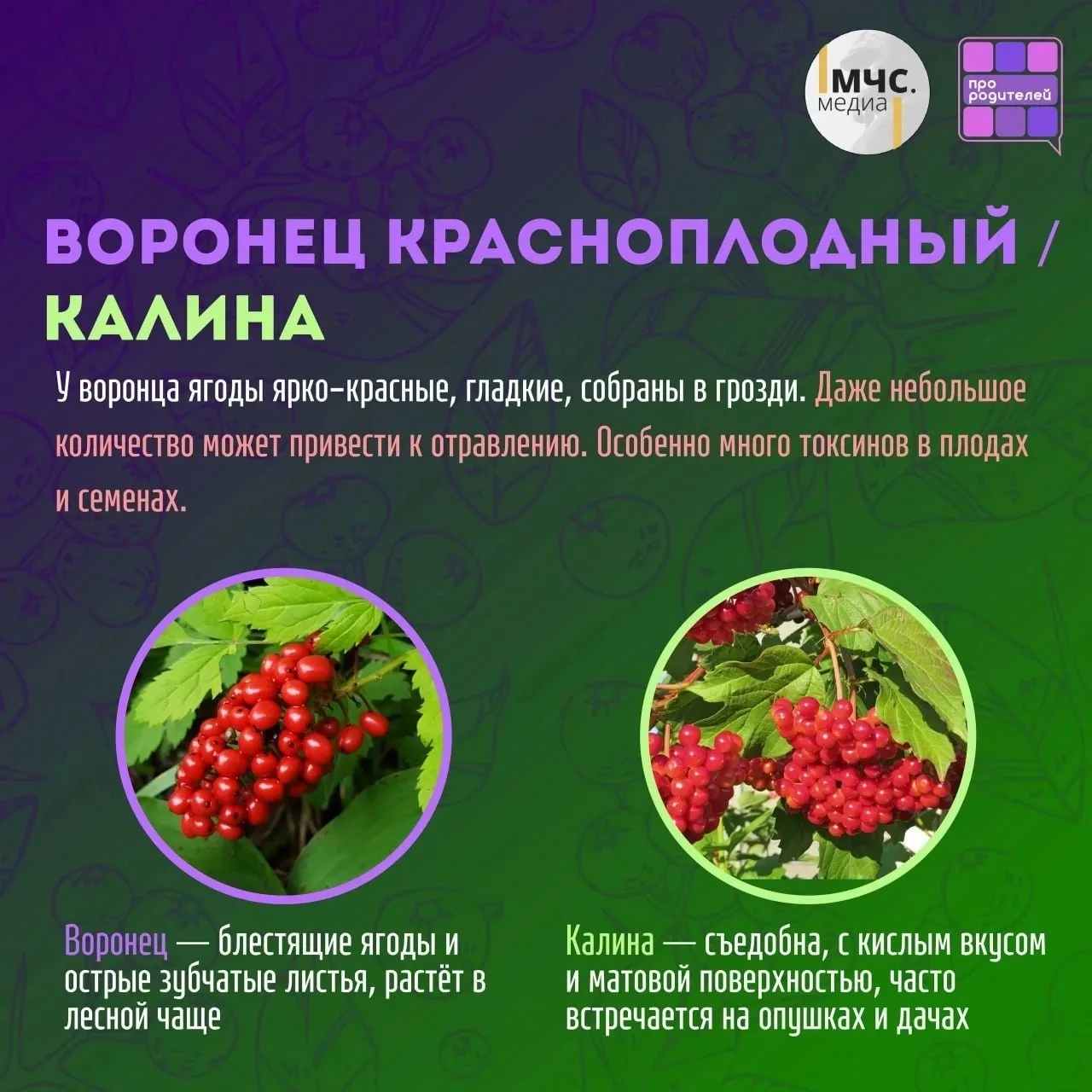 🫐 Ягодка с подвохом: как яркие плоды могут ввести в заблуждение и навредить здоровью

Лето — время 