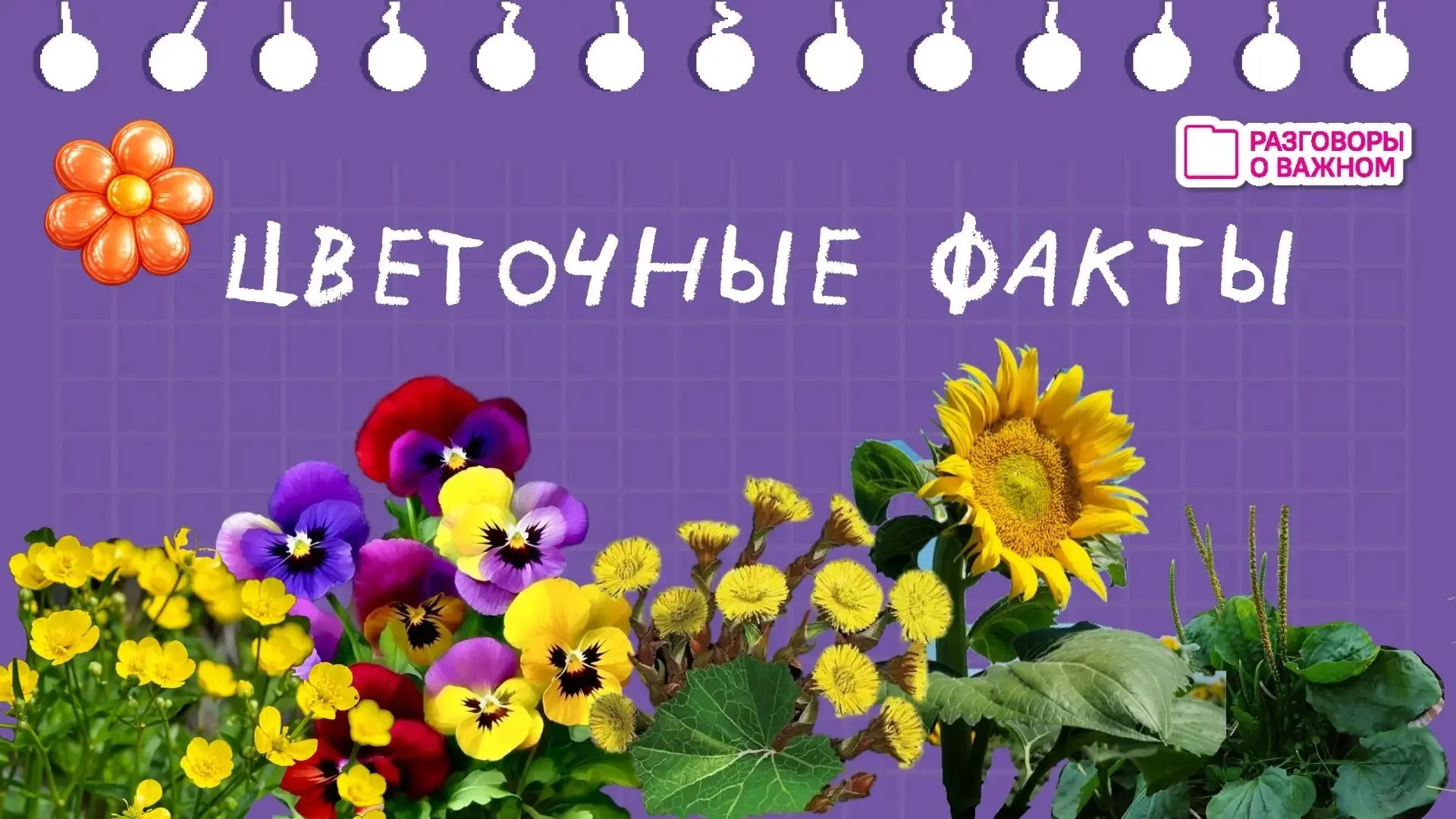 🌻Почему слепота "куриная"? Помогает ли подорожник? Сколько цветков в подсолнухе? 
В сегодняшней пят