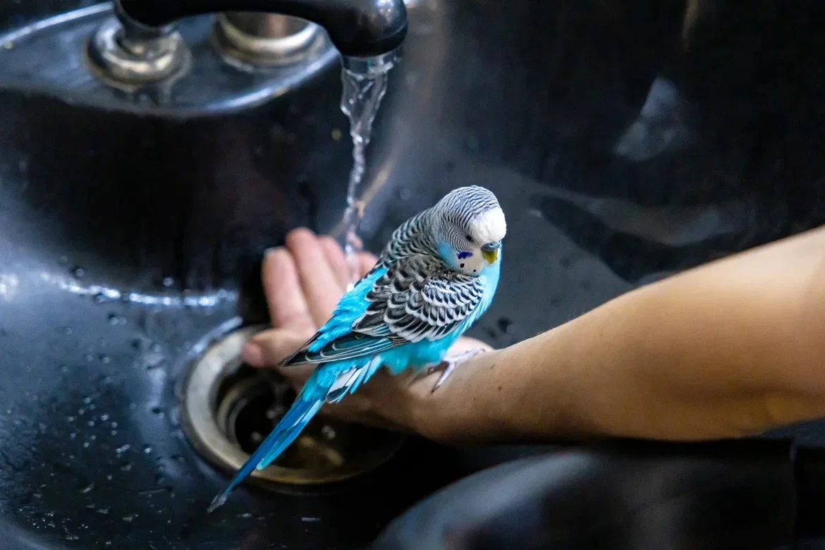 Лучший на работе!  🦜В Ликино-Дулеве появилась настоящая звезда. Попугай по имени Чико – главный сотр
