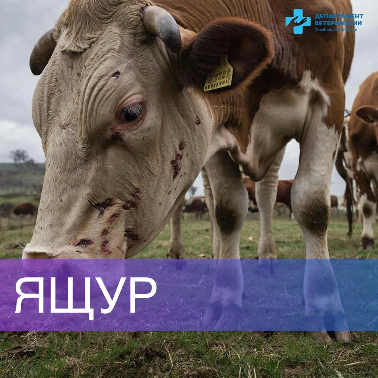Ящур (Foot and Mouth Disease, FMD) — это вирусное заболевание, поражающее животных, в основном крупн