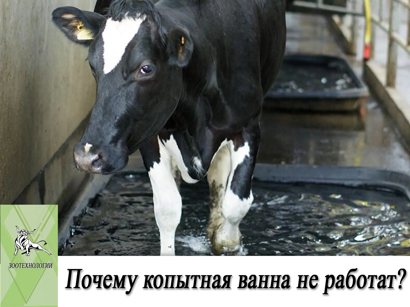 ⁉️ Почему копытная ванна перестает работать?

Вы используете копытную ванну регулярно, но проблемы с
