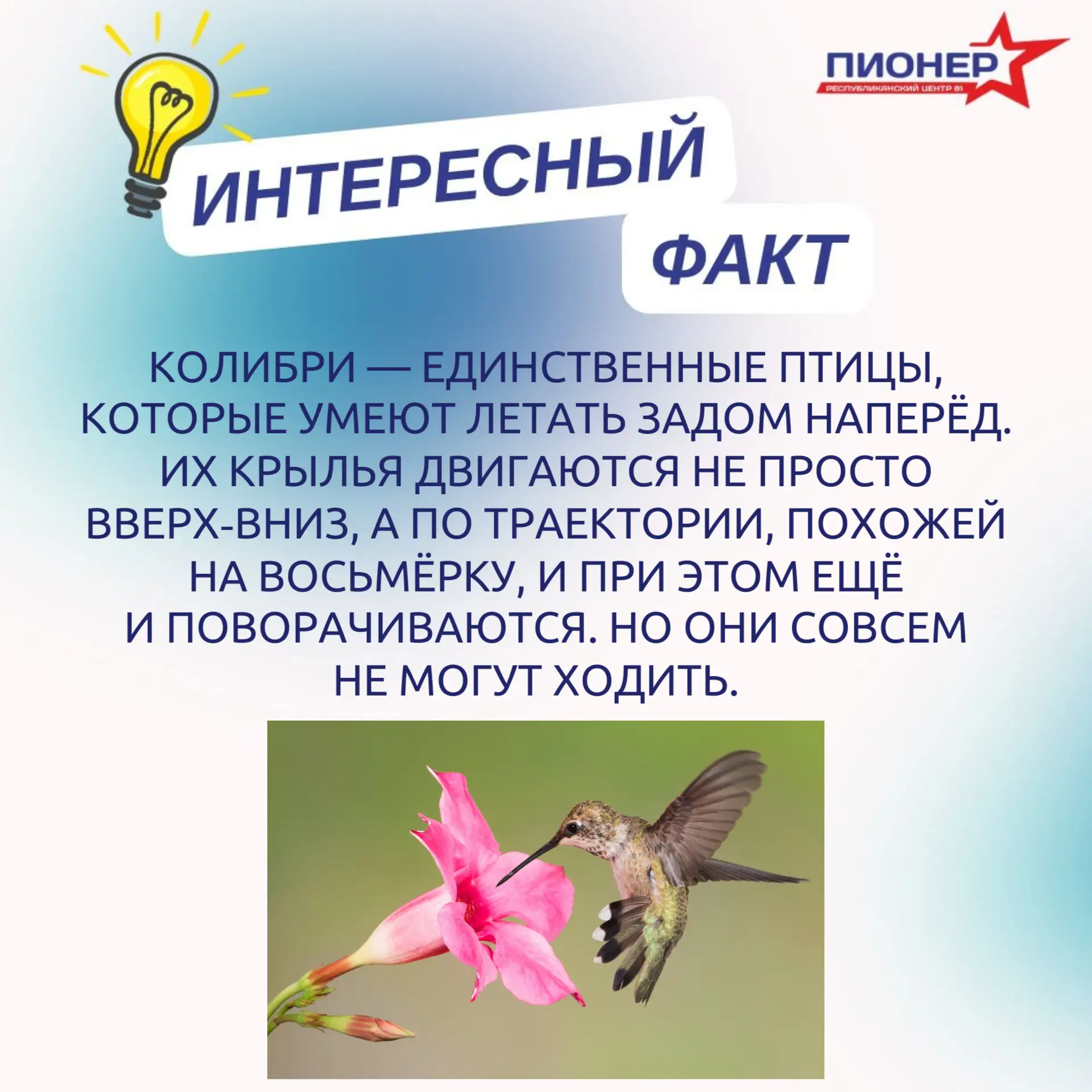 📖  Делимся с вами интересным фактом из мира птиц