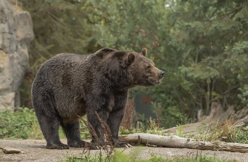 🐻 В Татарстане вновь разрешили охоту на медведей.