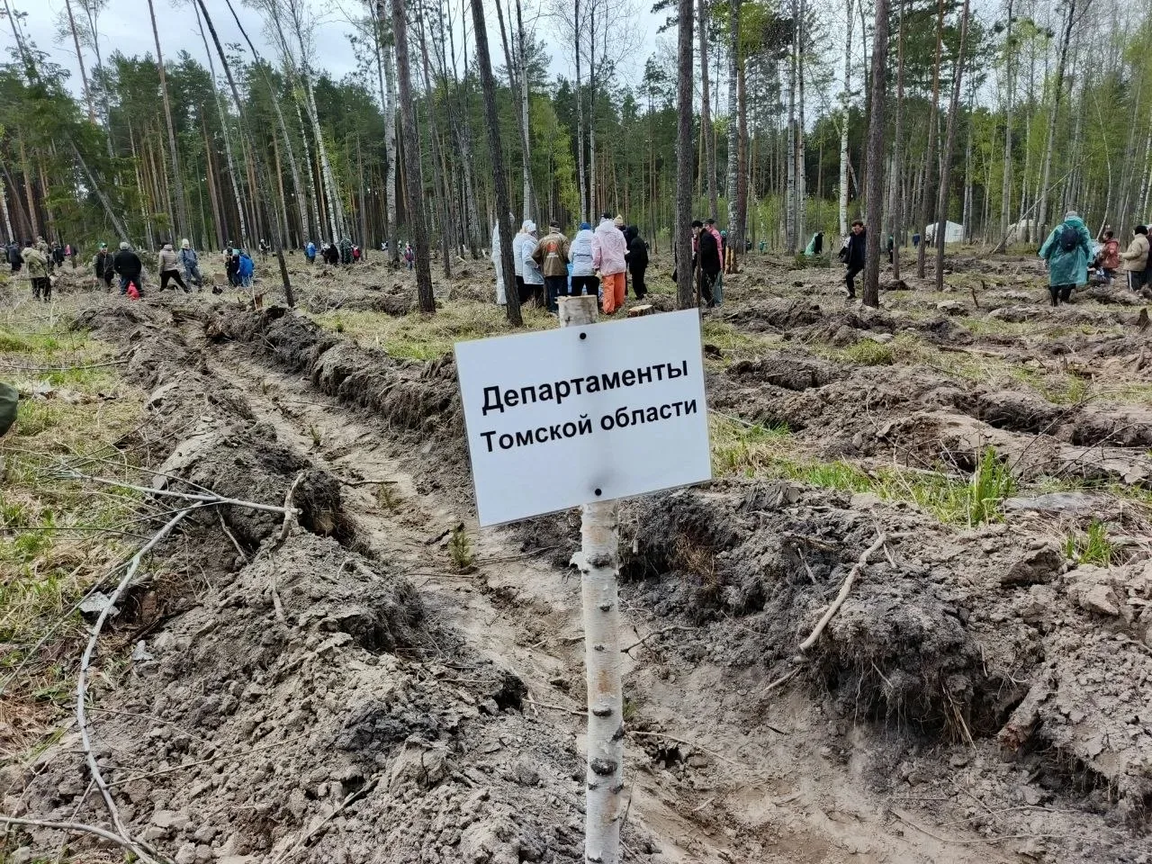 16 мая Томская область присоединилась к международной акции «Сад памяти». В окрестностя...