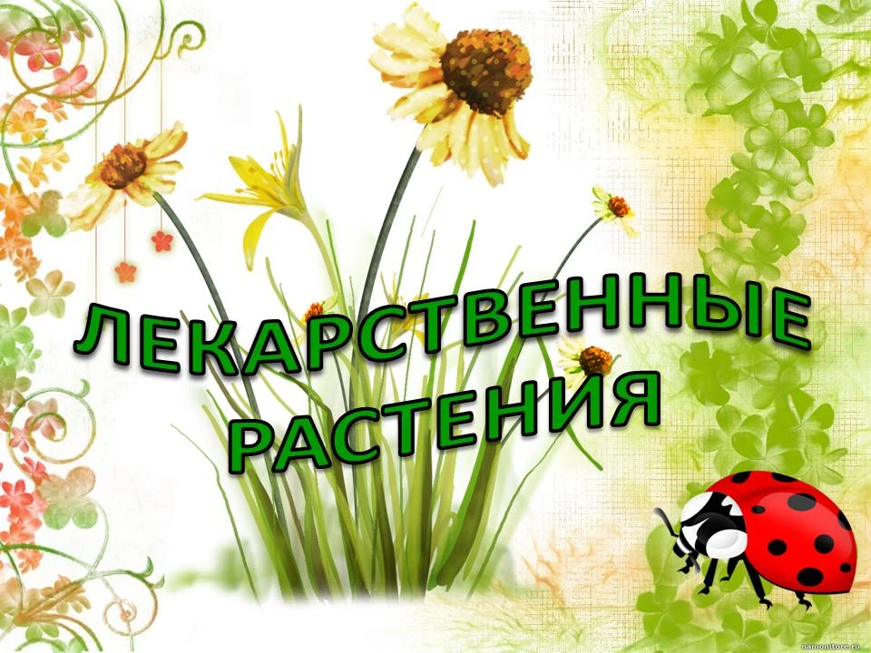 Главная цель нашего занятия — познакомить ребят с миром лекарственных растений. Мы обсудили, какую п